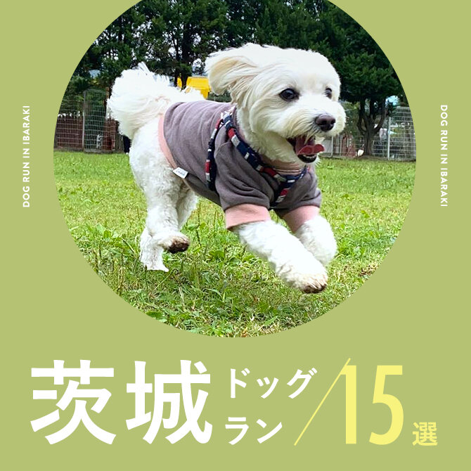 【茨城ドッグラン】茨城で人気のドッグラン15選！無料や室内型も
