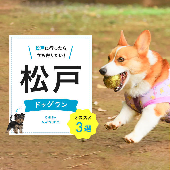 【ドッグラン松戸】松戸で人気のドッグラン3選！無料やカフェ併設も！