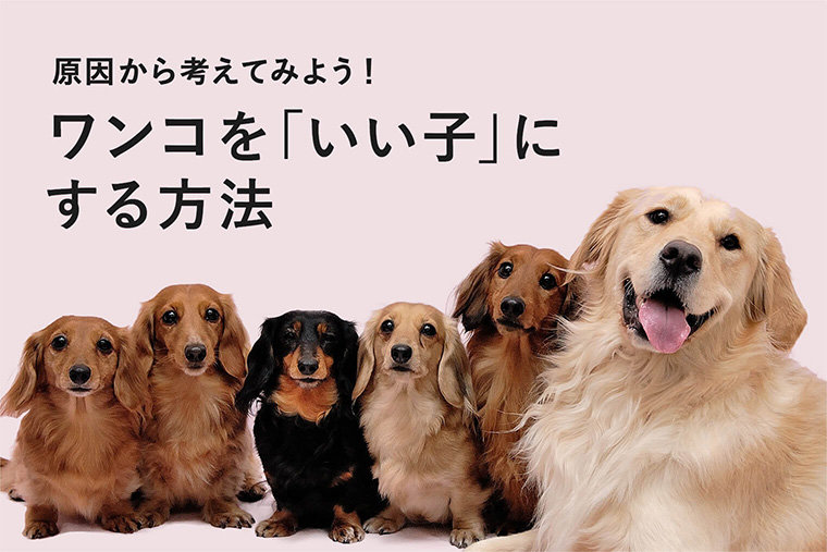 相談が最も多い、犬の問題行動の解決策とは？ ワンコを「いい子」にする方法