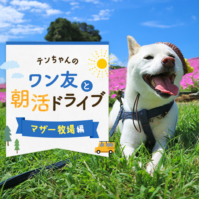 【マザー牧場に愛犬と】愛犬連れでいくマザー牧場ドライブ！