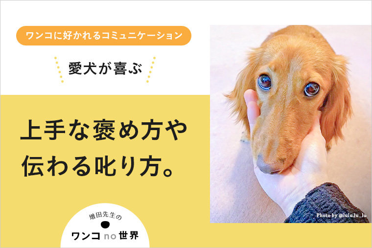 【犬の上手な叱り方・褒め方】愛犬が喜ぶ上手な褒め方や伝わる 