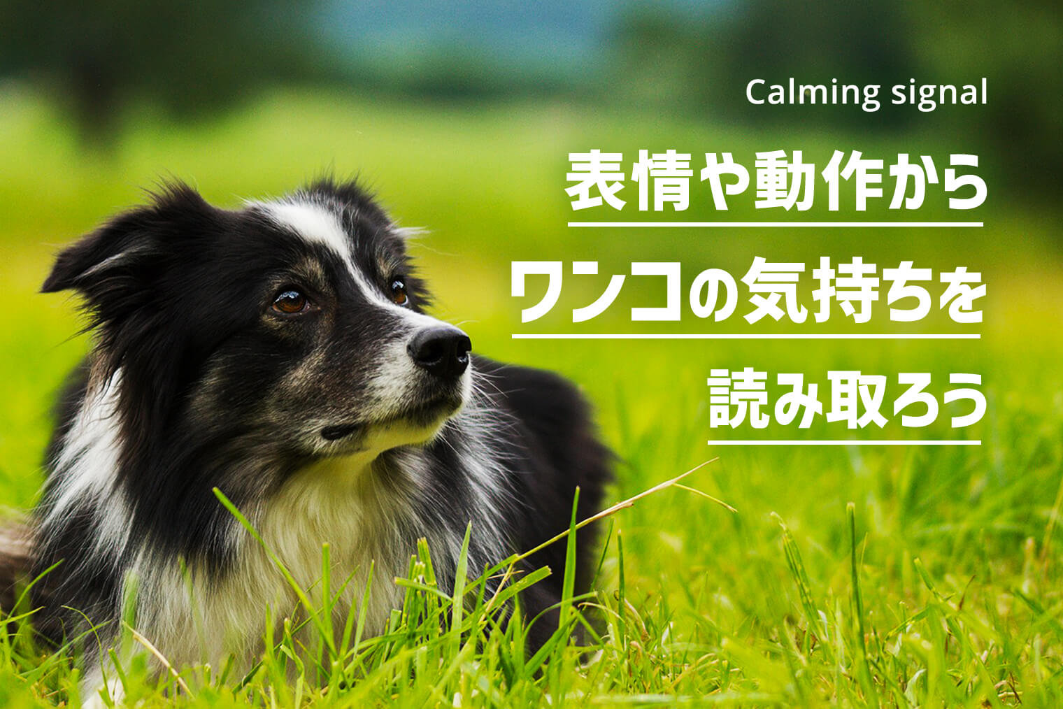 カーミングシグナル講座｜もっと仲良くなるために愛犬の気持ちを知ろう