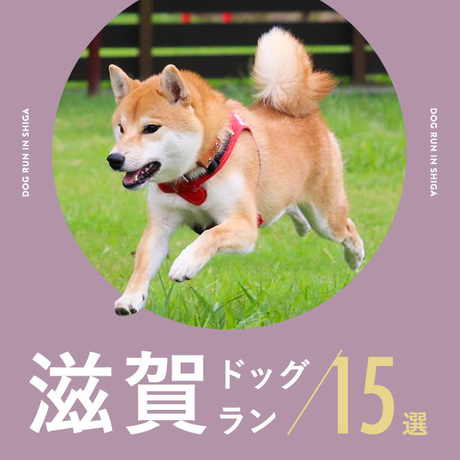 【ドッグラン滋賀】滋賀で人気ドッグラン15選。カフェ併設や無料も