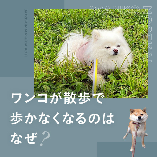 【犬がお散歩で歩かない】犬が散歩で急に歩かなくなるのはなぜ？お散歩問題を解決