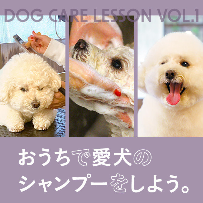 【犬のシャンプーやり方解説】人気トリマーさん直伝！愛犬を自宅でシャンプーする方法