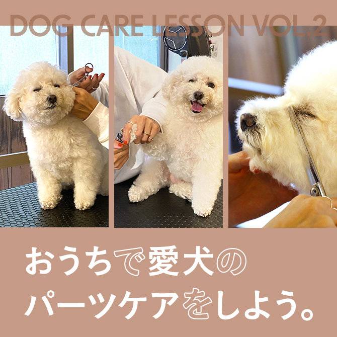 【犬のお手入れ方法解説】人気トリマーさん直伝！おうちで愛犬のパーツケアする方法を解説