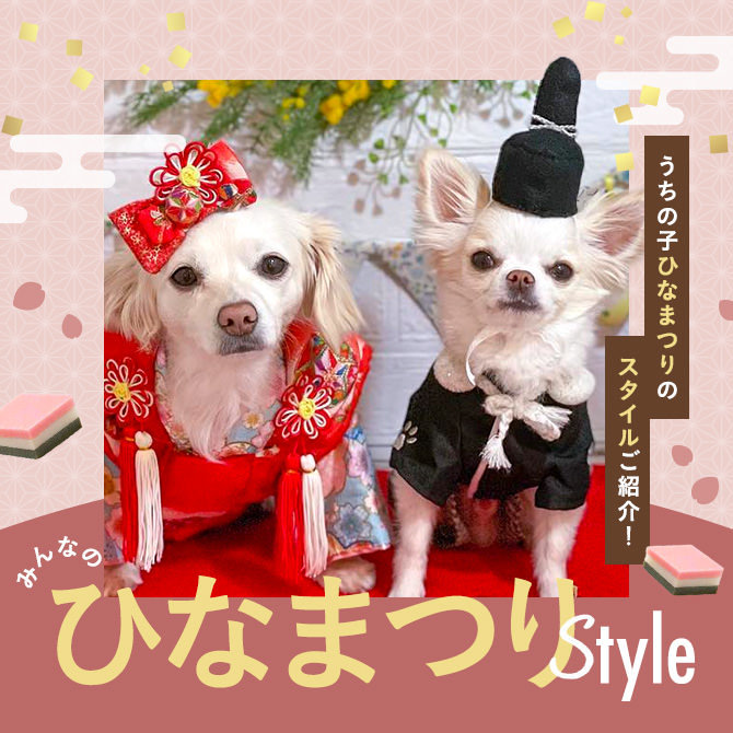 愛犬と祝うひな祭り！可愛いワンコたちのひな祭りスタイルをご紹介