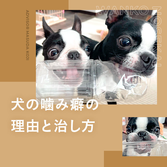 犬の噛み癖と治し方｜子犬から成犬まで。犬の噛み癖の理由と噛み癖を治す方法