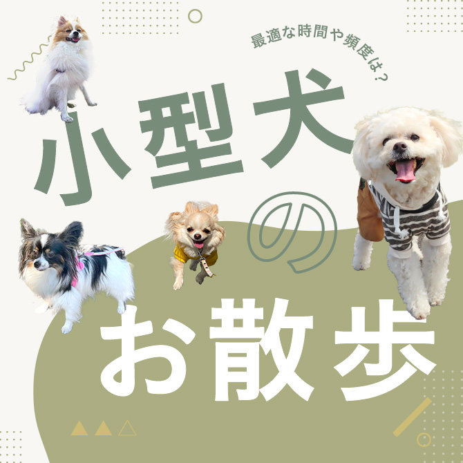 【小型犬のお散歩】小型犬のお散歩、最適な時間や頻度は？散歩しすぎは良くないの？