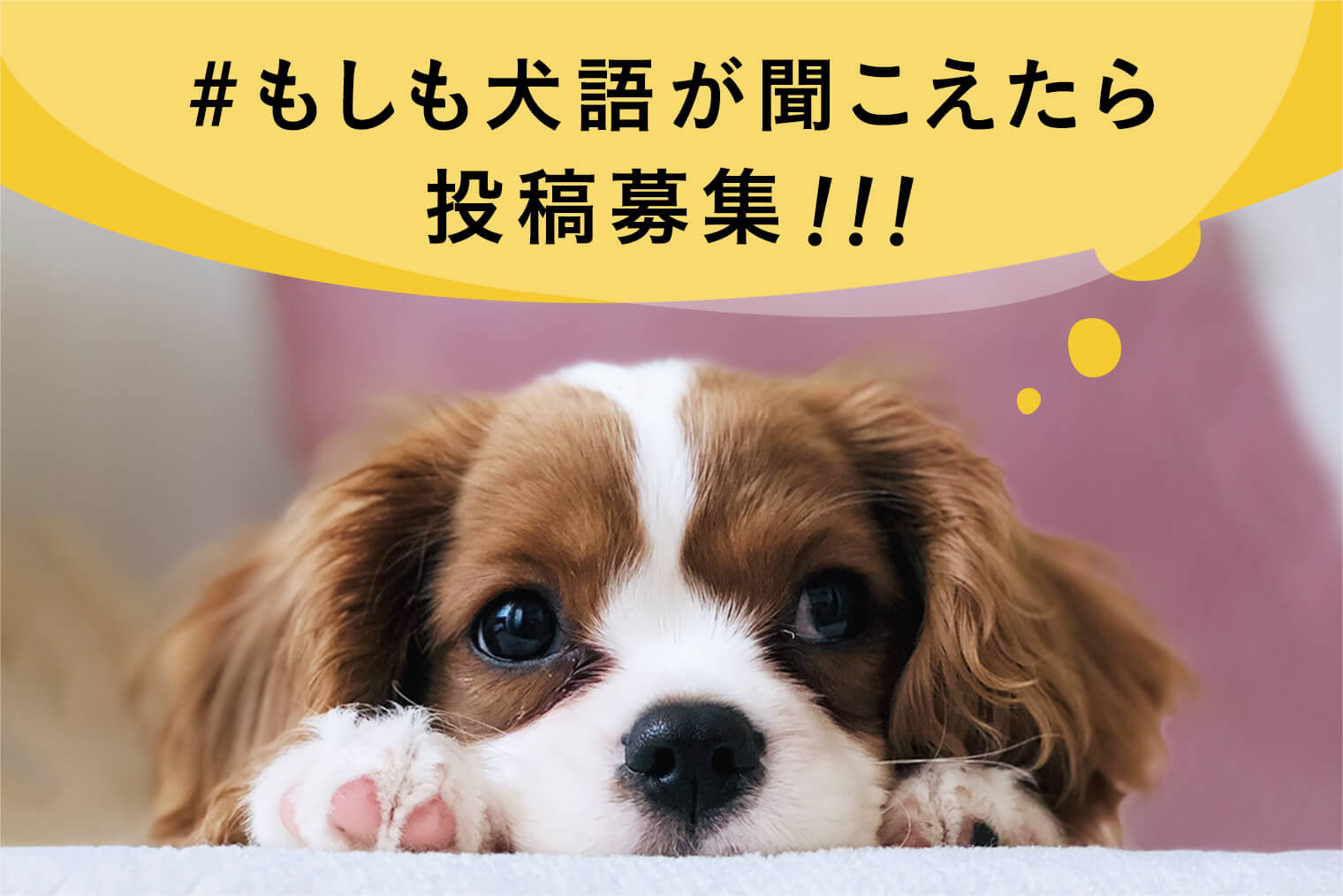 【＃もしも犬語が聞こえたら】ワンコnowa公式インスタ新企画がスタートしました！