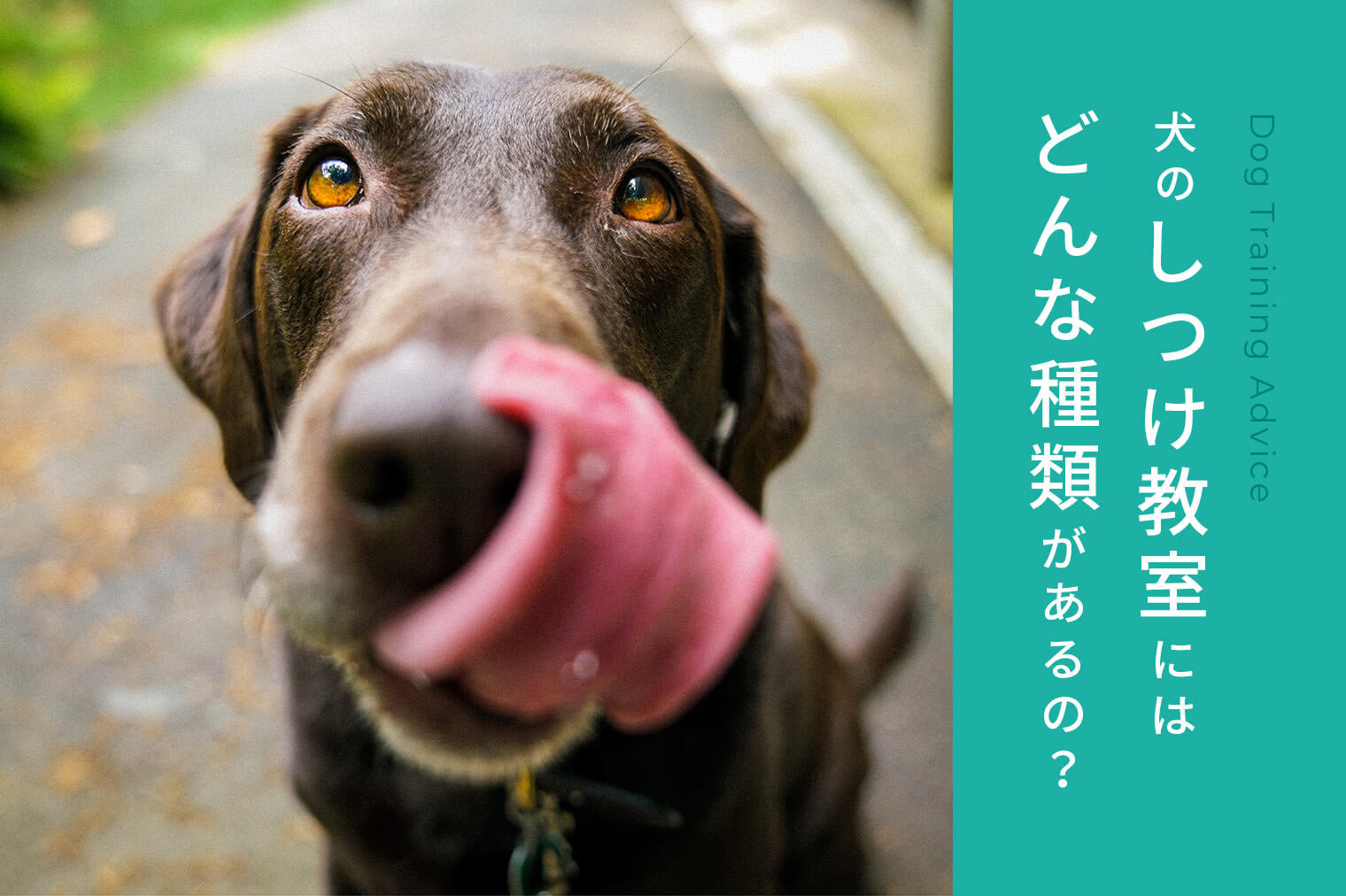 【犬のしつけ教室選び】しつけ教室の種類を知り、家の近くの愛犬に合う教室を選ぼう！