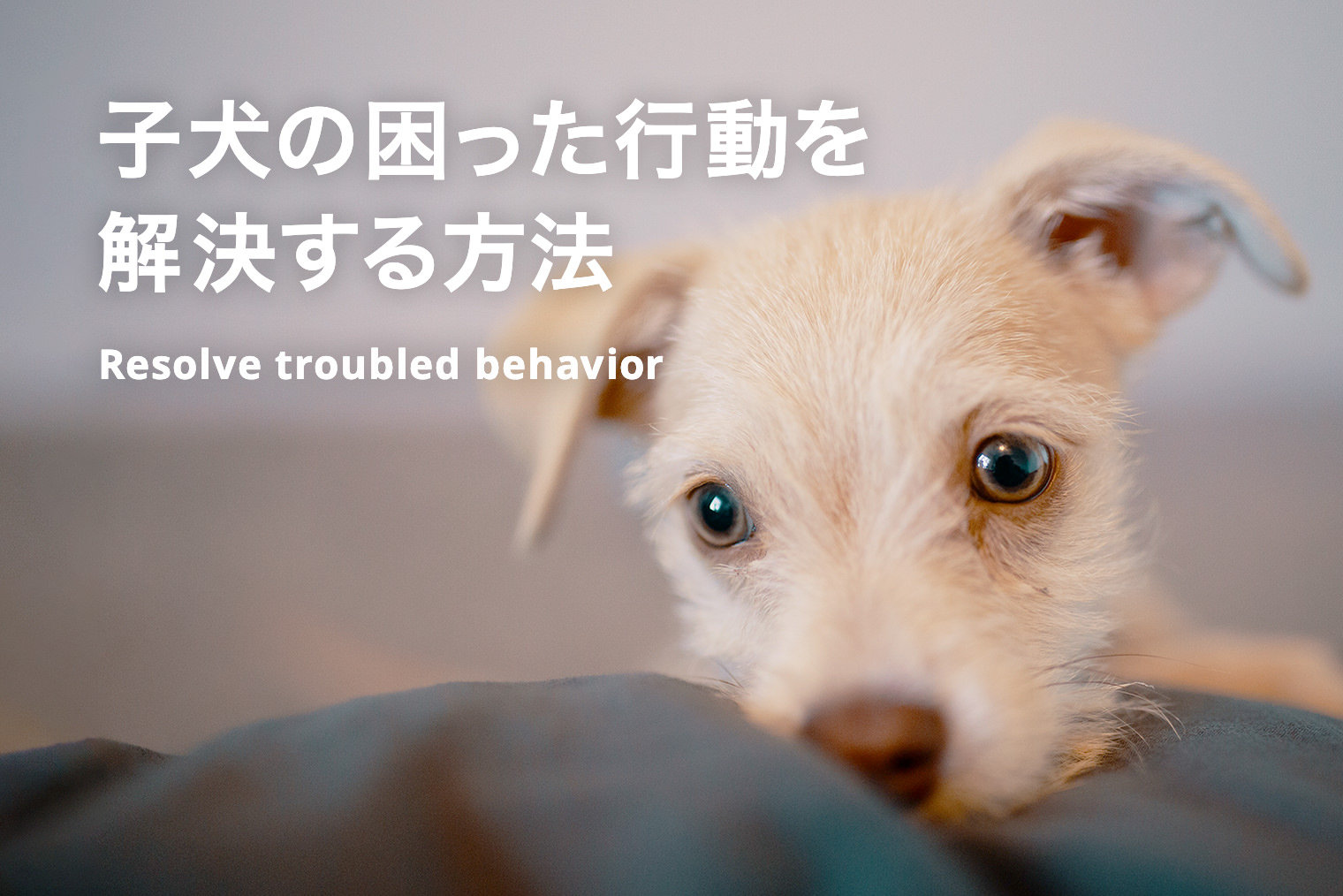 子犬の困った行動を解決する方法