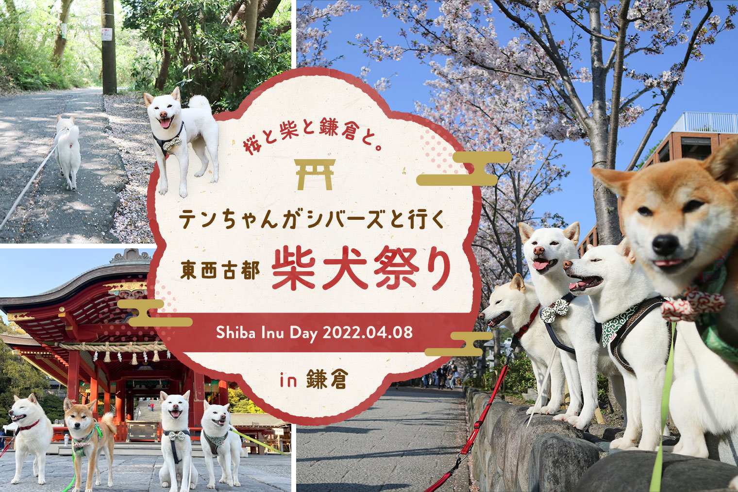 東西古都 柴犬祭りin鎌倉｜鎌倉でシバの日を満喫する休日