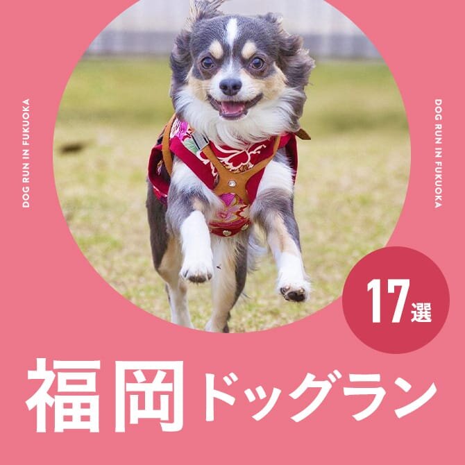 福岡のドッグラン一覧まとめ｜無料や室内・カフェ併設ドッグラン