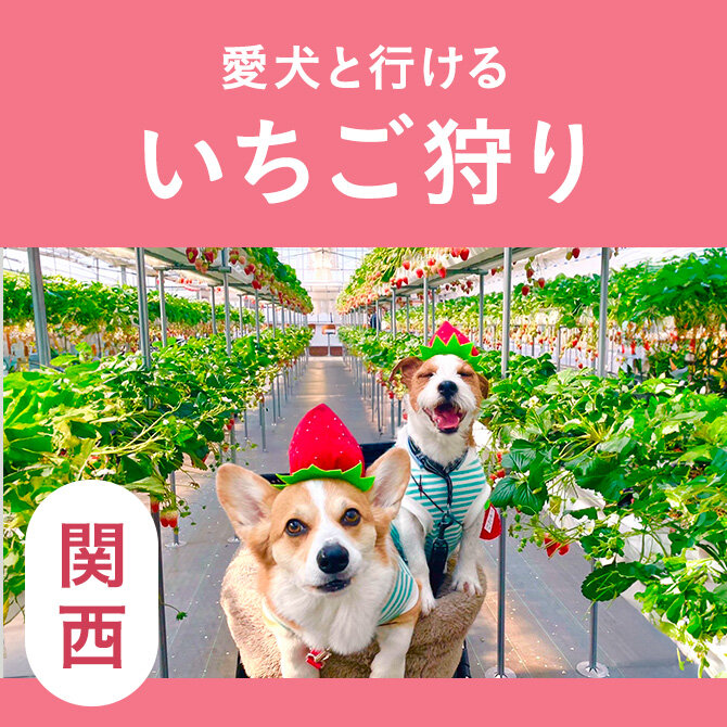 【関西】犬同伴OKのいちご狩り農園9選！関西の犬連れでいけるイチゴ狩り！