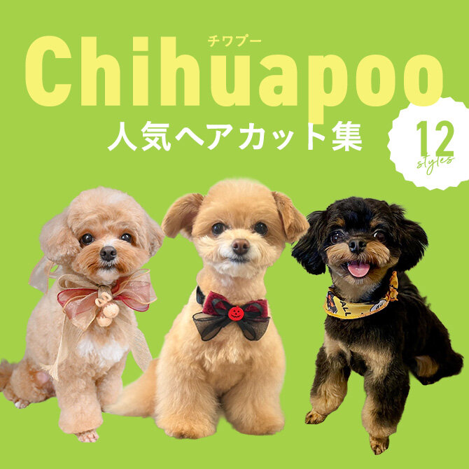 【チワプーの人気カット集】トリミングの参考になるかわいいカット12選
