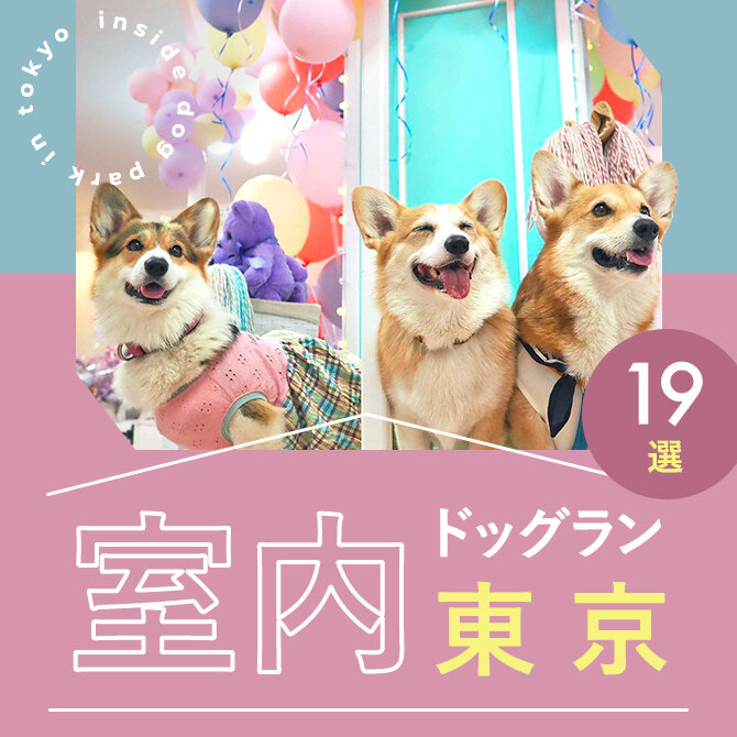 【東京都内の室内ドッグラン19選】雨の日も遊べる人気の東京室内ドッグラン｜2024年最新版