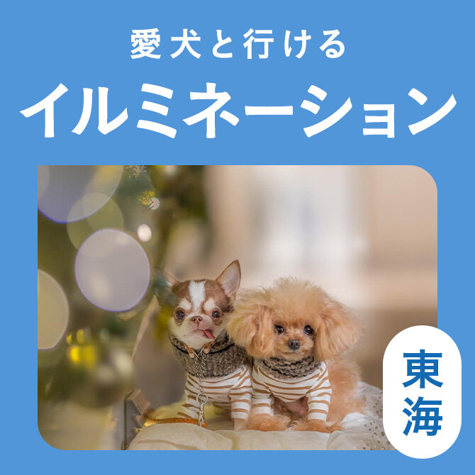 【東海のイルミネーション9選】愛犬と行けるおすすめの最新イルミネーション