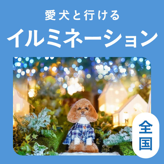 【愛犬と行けるイルミネーション19選】最新版イルミネーションスポット
