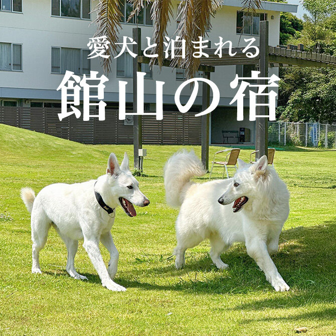 館山のペットと泊まれる宿ランキング｜2026年最新版