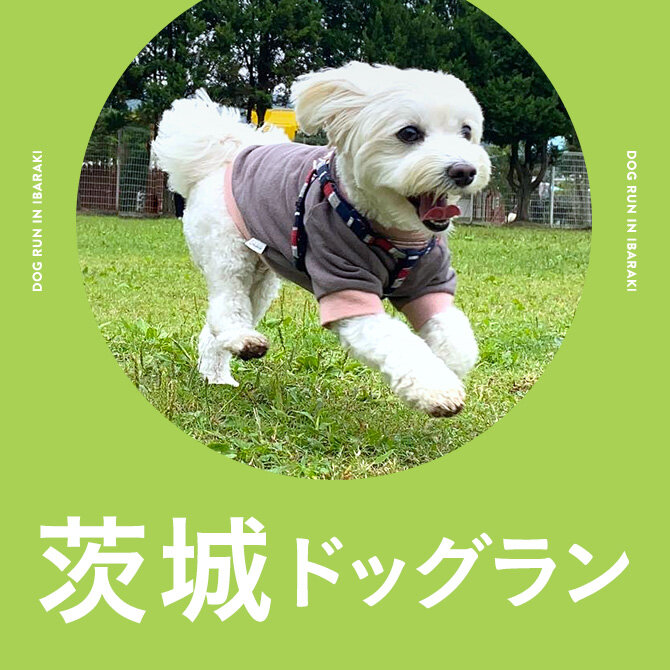 茨城ドッグラン一覧まとめ｜無料や室内・カフェ併設ドッグラン
