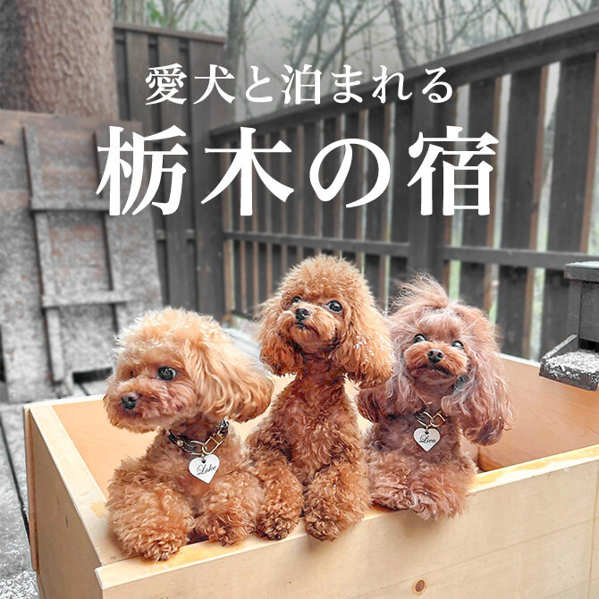 栃木県のペットと泊まれる宿ランキング