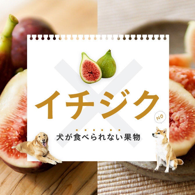 犬はいちじく（無花果）を食べても大丈夫？犬にいちじく（無花果）は与えてもいいの？