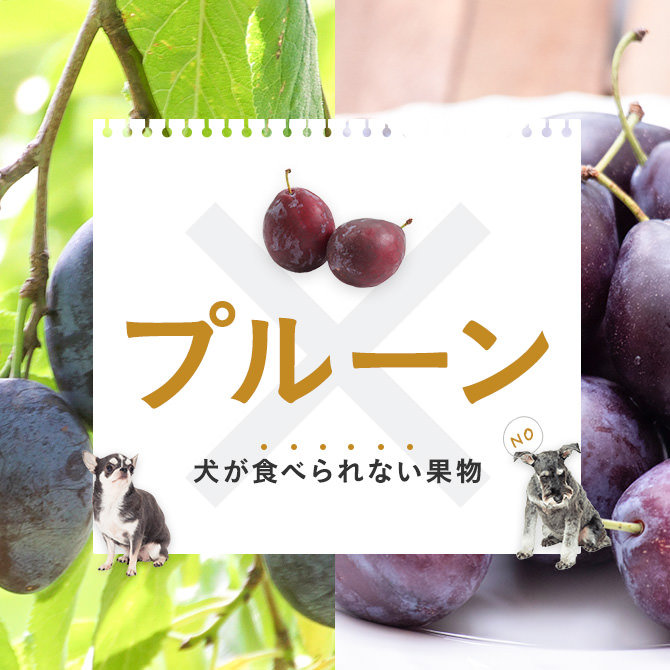 犬はプルーンを食べても大丈夫？犬にプルーンは与えてもいいの？