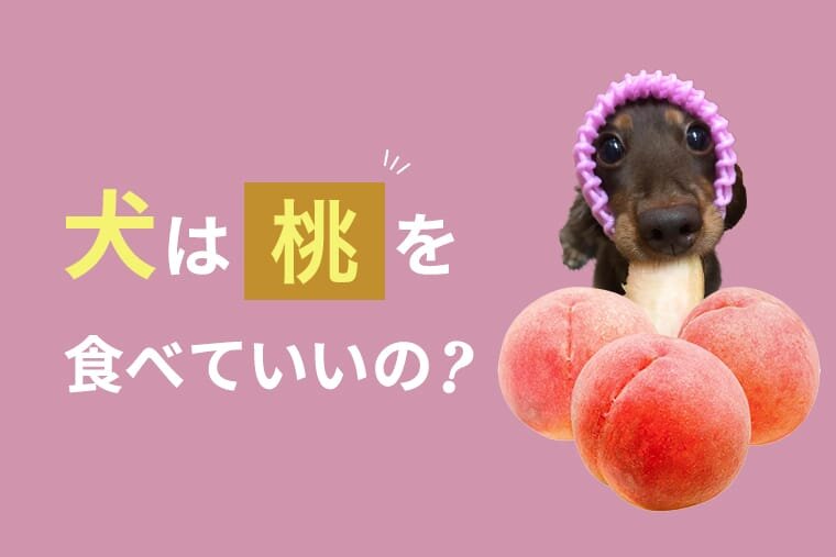 犬は桃を食べても大丈夫 犬に桃は与えてもいいの