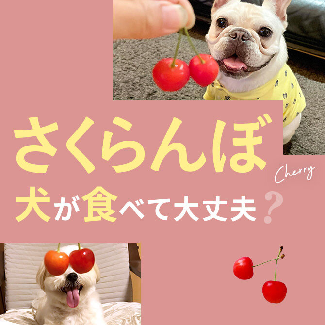 犬はさくらんぼを食べても大丈夫？犬にさくらんぼは与えてもいいの？