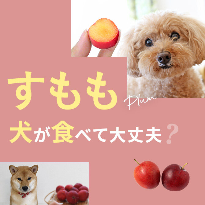 犬はすもも（プラム）を食べても大丈夫？犬にすもも（プラム）は与えてもいいの？