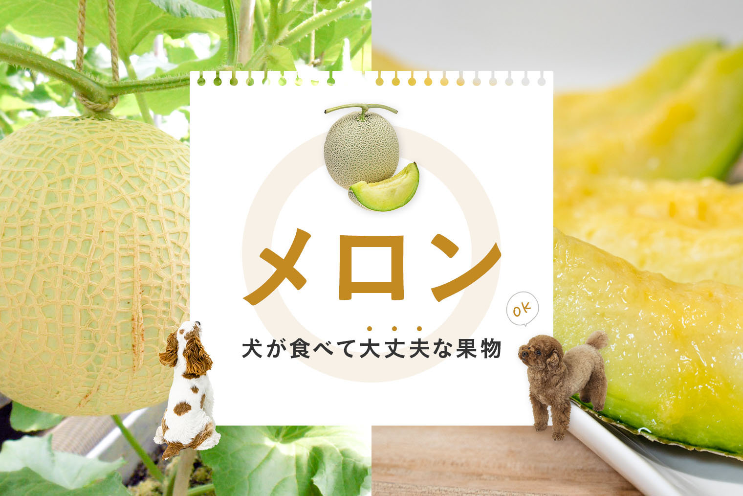 犬はメロンを食べても大丈夫 犬にメロンは与えてもいいの