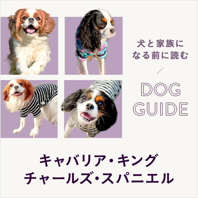 キャバリア・キング・チャールズ・スパニエルはどんな犬種？上手な飼い方・遊び方・しつけ方について学ぼう