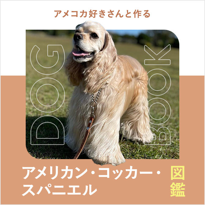 アメリカン・コッカー・スパニエルの性格や寿命、里親、値段から飼い方｜アメリカン・コッカー・スパニエル図鑑