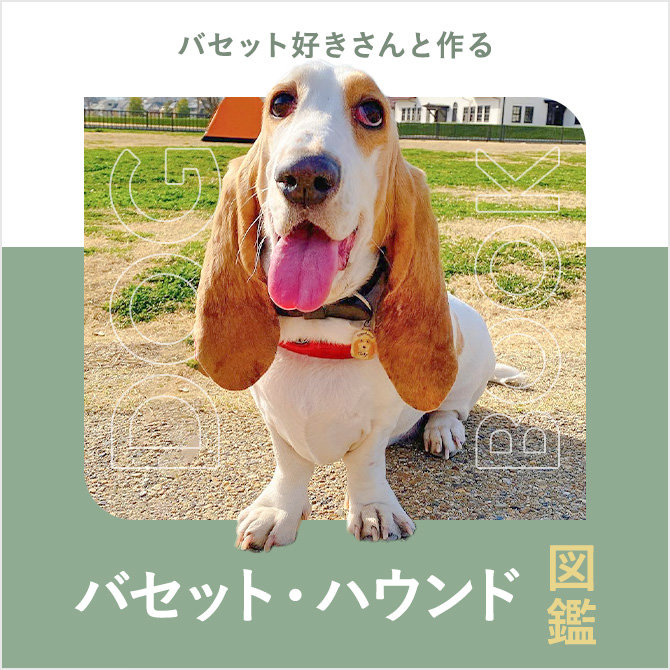 バセットハウンドの性格や寿命、ブリーダー、値段から飼い方｜バセットハウンド図鑑