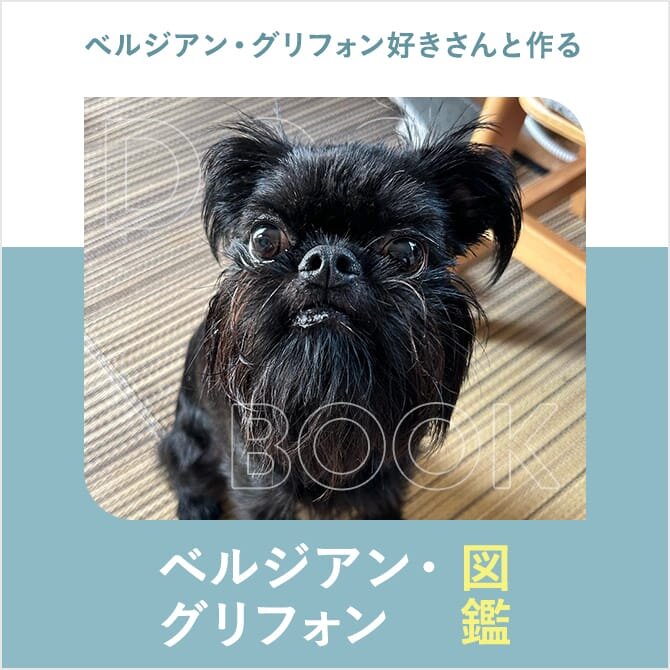 ベルジアン・グリフォンの性格や寿命、子犬、里親、値段から飼い方｜ベルジアン・グリフォン図鑑