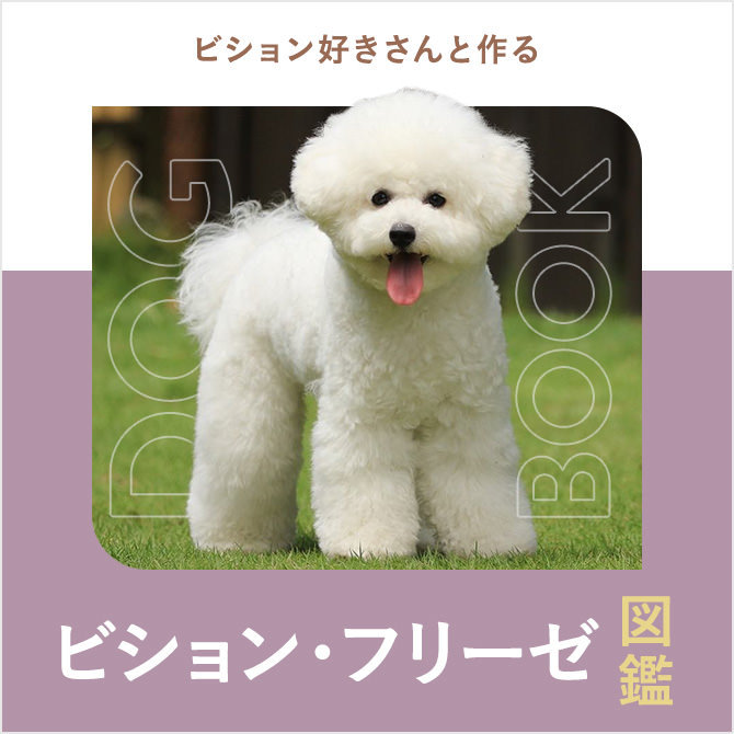ビションフリーゼの性格や寿命、値段、カットから飼い方｜ビションフリーゼ図鑑
