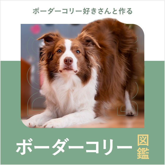 ボーダーコリーの性格・寿命・色・種類や飼い方｜ボーダーコリー図鑑
