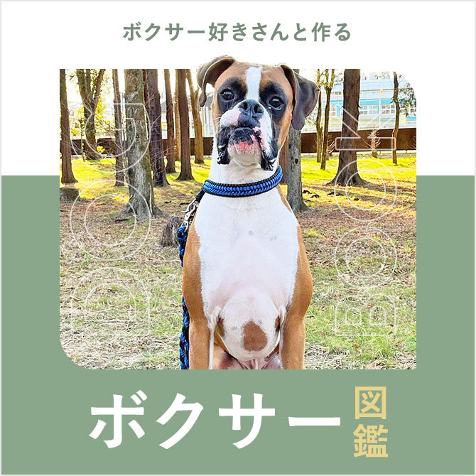 ボクサーの性格や寿命、特徴、断耳について、ボクサー心筋症、飼い方｜ボクサー図鑑