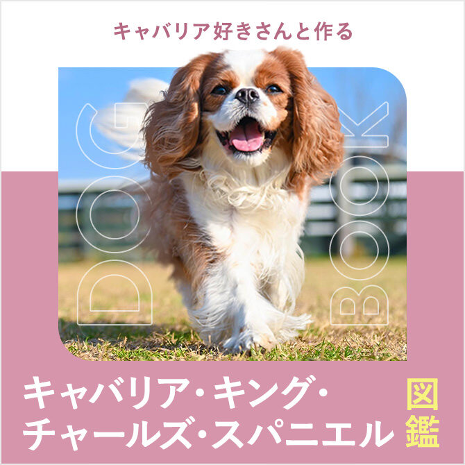 キャバリア・キング・チャールズ・スパニエルの性格や特徴、抜け毛、子犬、里親や飼い方｜キャバリア図鑑