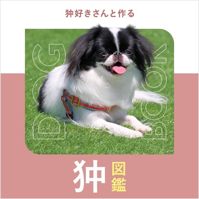 狆（ちん）の性格や寿命、子犬、病気、値段から飼い方｜狆（ちん）図鑑