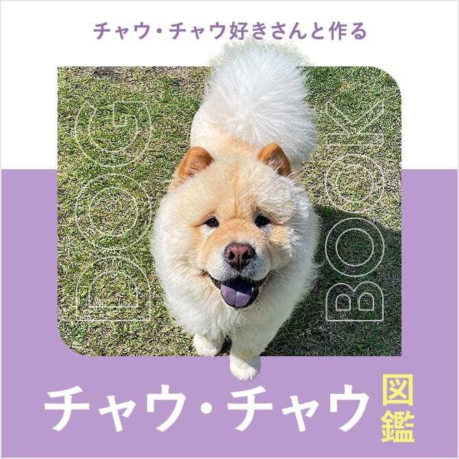 チャウチャウの性格や寿命、食用、子犬、ブリーダー、値段から飼い方｜チャウチャウ図鑑