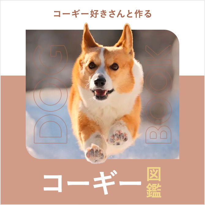 コーギーの性格は？寿命、しっぽ（尻尾）、飼い方まで｜コーギー図鑑