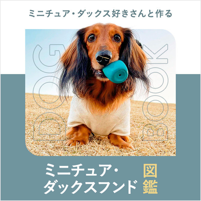 ミニチュア・ダックスフンドの性格は？寿命や種類、飼い方まで｜ミニチュア・ダックスフンド図鑑
