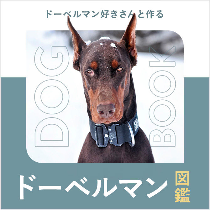 ドーベルマンの性格や寿命、耳、値段から飼い方｜ドーベルマン図鑑