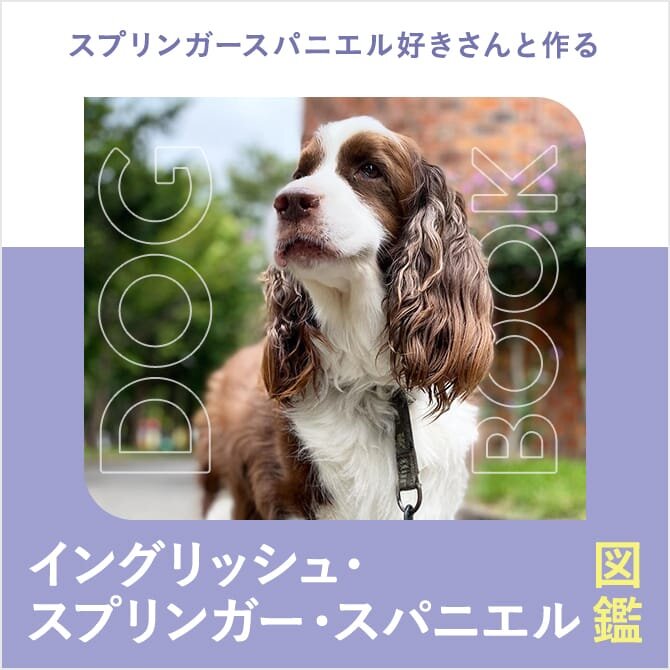 イングリッシュ・スプリンガー・スパニエルの性格や寿命、子犬、里親、値段から飼い方｜イングリッシュ・スプリンガー・スパニエル図鑑