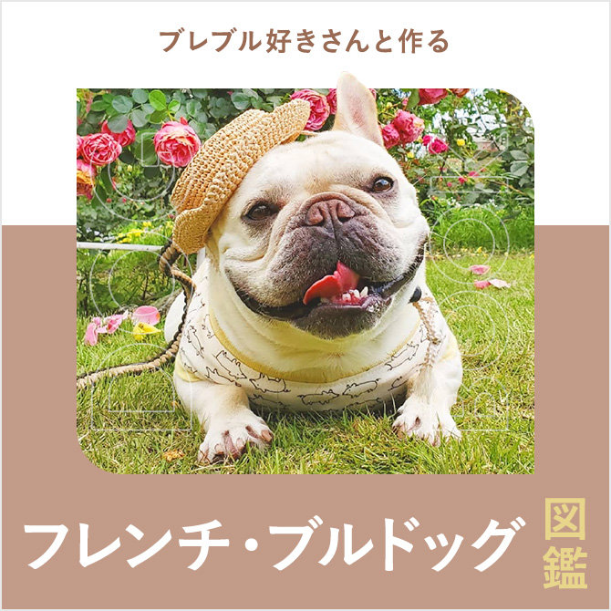 フレンチブルドッグの性格や寿命、値段から飼い方｜フレンチブルドッグ図鑑