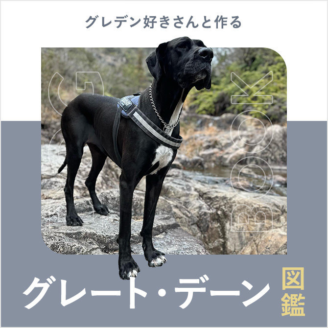 グレート・デーンの性格や寿命、大きさ、値段から飼い方｜グレート・デーン図鑑