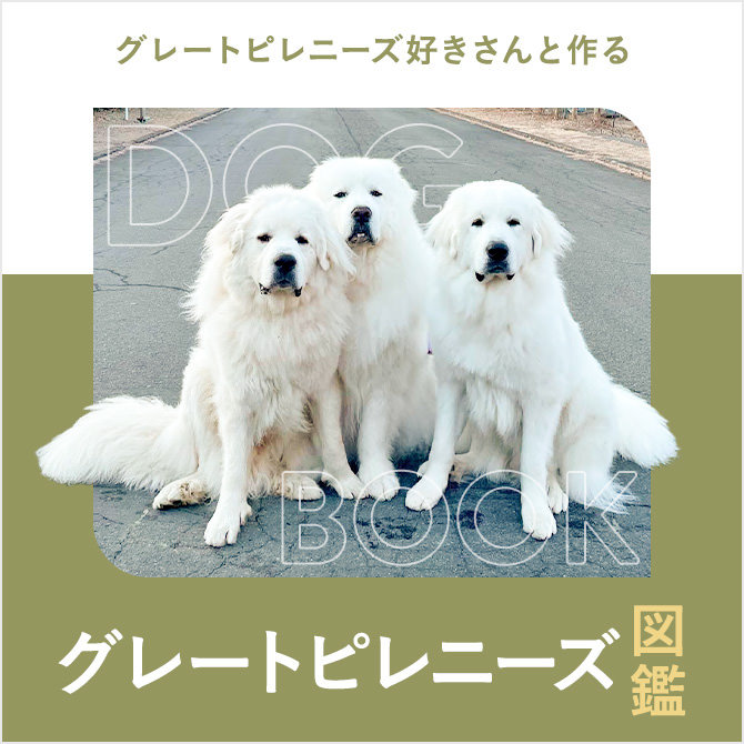 グレートピレニーズの性格や寿命、ボンドのモデル犬、値段から飼い方｜グレートピレニーズ図鑑