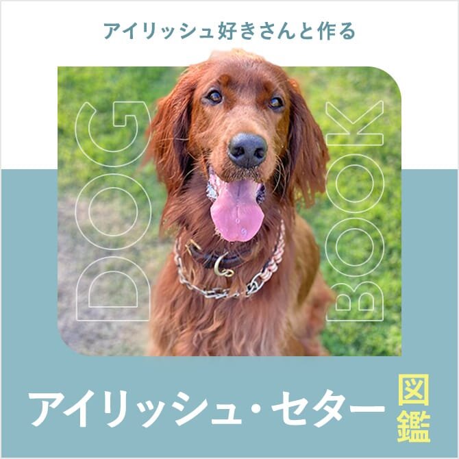 アイリッシュ・セターの性格や寿命、子犬、里親、値段から飼い方｜アイリッシュ・セター図鑑